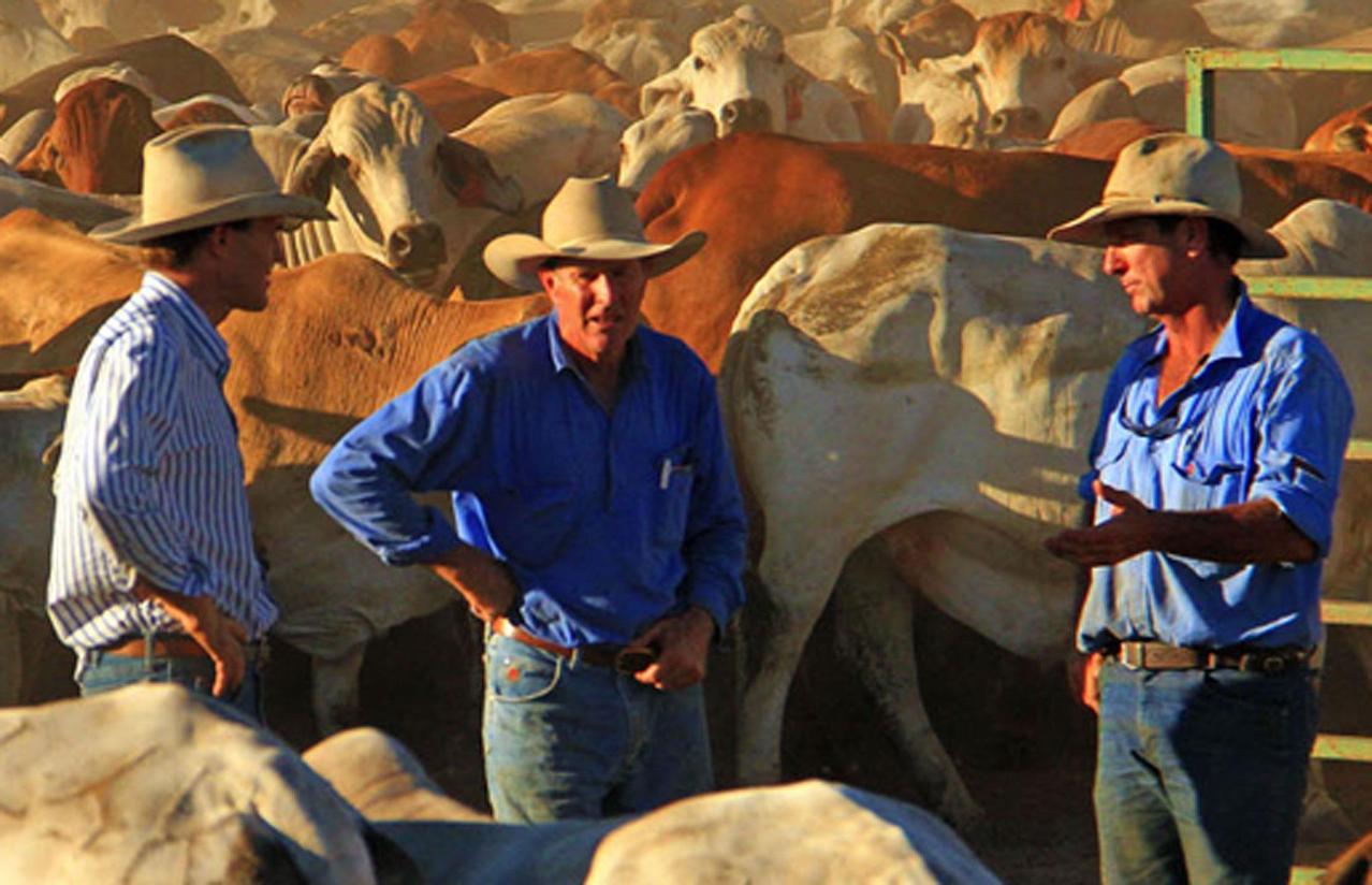 Windsocks-Australia-Cattle-Men-Farmer